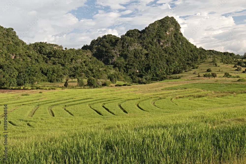 Landscape view with rice fields near Pauk Tu village. Shan state. Myanmar. Asia.