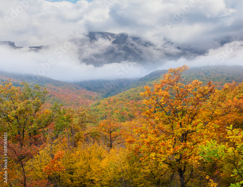 mountain valley with red forest in a dense clouds  travel background