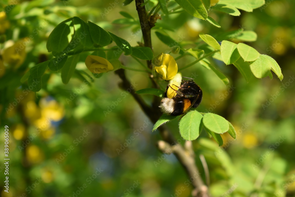 Bee collects pollen from tree in spring Bee collects pollen from tree in spring