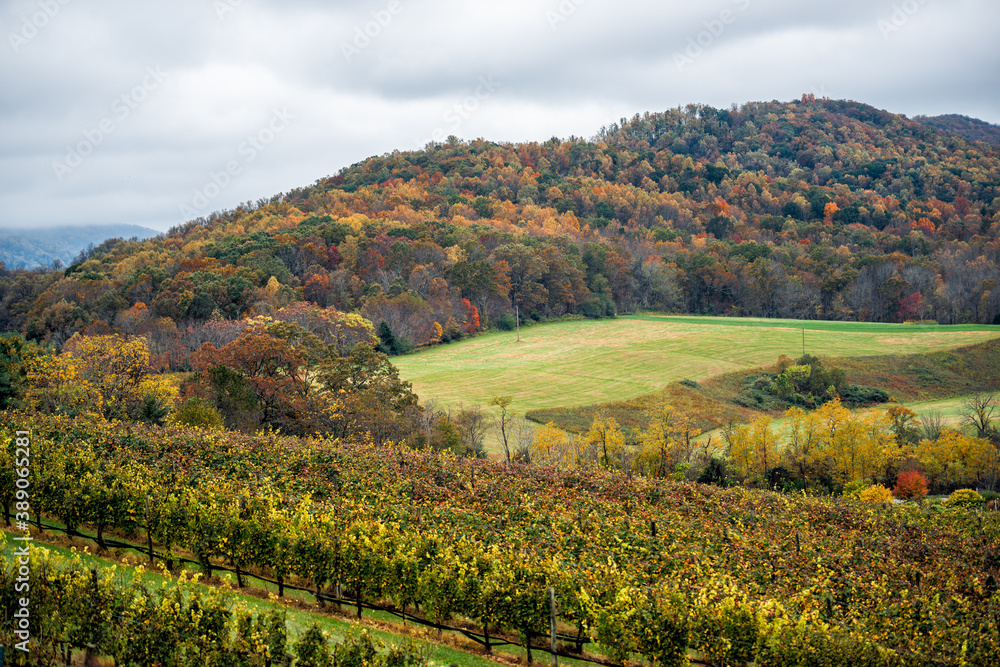Autumn fall season rural countryside at Charlottesville winery vineyard in blue ridge mountains of Virginia with cloudy sky and rolling hills