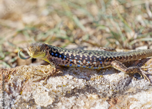 lizard basking in the sun