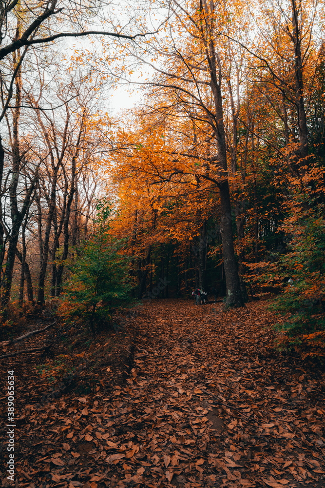 Obraz premium Montseny deep forest colorful autumn in Catalonia, Spain.