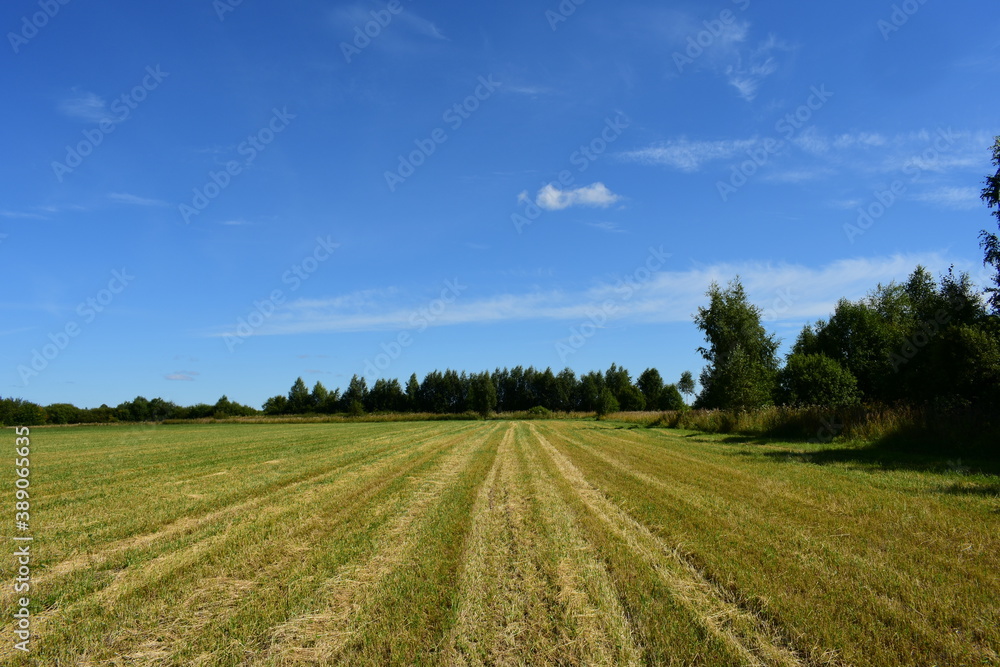 field and sky field and sky