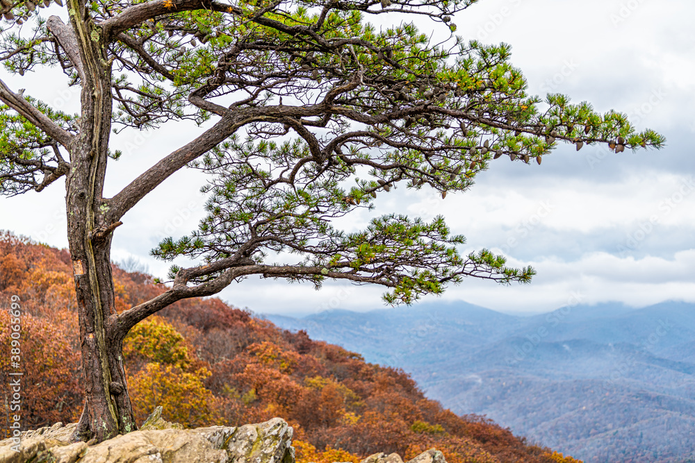 Blue Ridge mountains in autumn fall with orange foliage on trees and one cedar tree on cliff at Ravens Roost Overlook in Virginia
