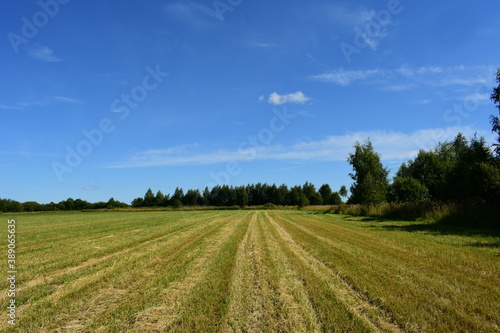 field and sky