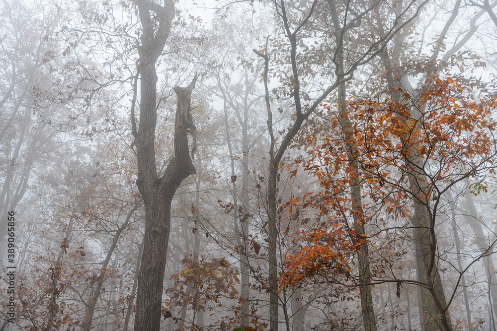 Looking up low angle view on trees branches in morning fog, foggy misty weather on Cedar Cliffs hiking trail in Wintergreen Resort ski town, Virginia