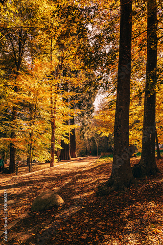 Fototapeta Naklejka Na Ścianę i Meble -  Montseny deep forest colorful autumn in Catalonia, Spain.