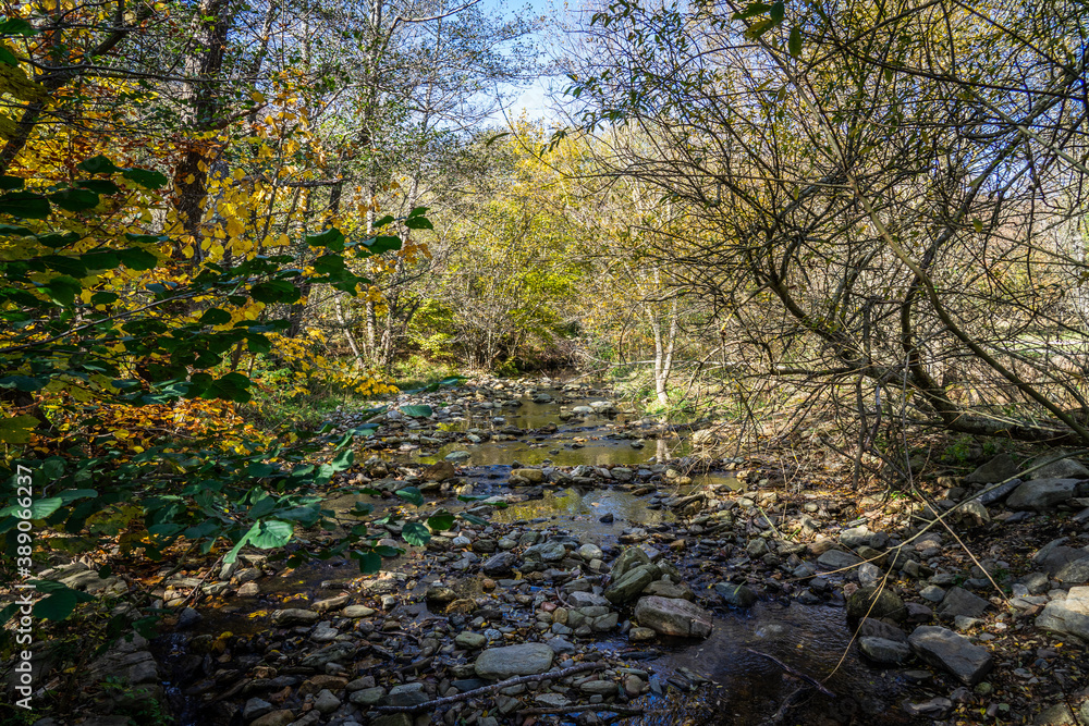 Naklejka premium Montseny deep forest colorful autumn in Catalonia, Spain.