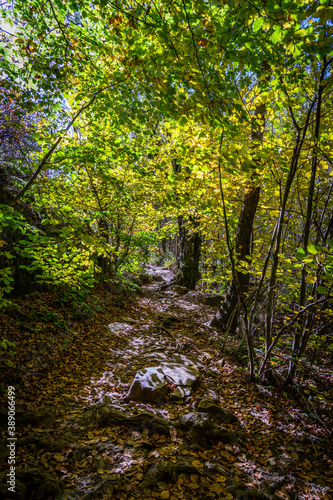 Montseny deep forest colorful autumn in Catalonia  Spain.