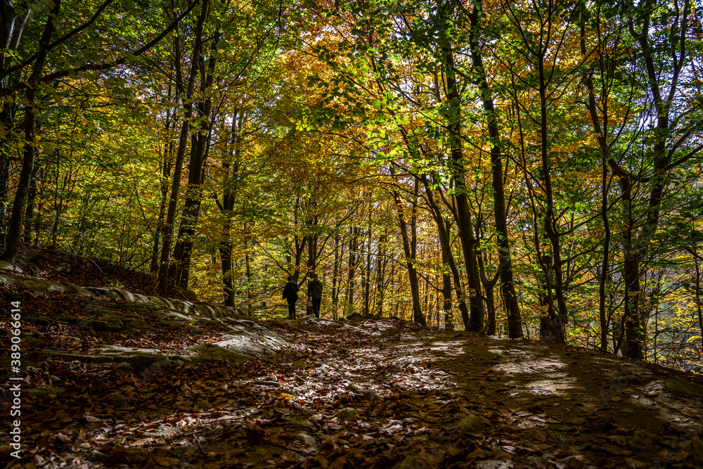 Montseny deep forest colorful autumn in Catalonia, Spain.