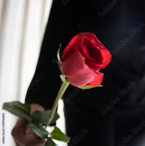 Red rose with blur background