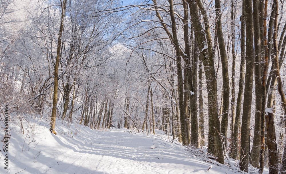 winter forest in a snow on a mount slope winter forest in a snow on a mount slope