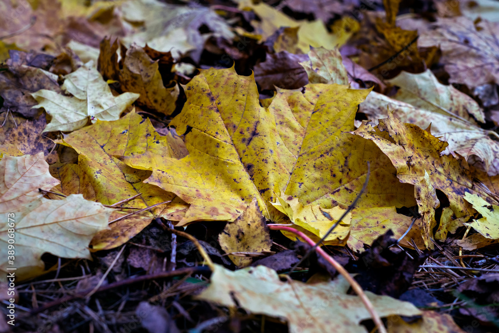 Defocused autumn leaves background. October. Close up Defocused autumn leaves background. October. Close up