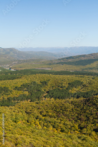 Bird's eye view of the forest