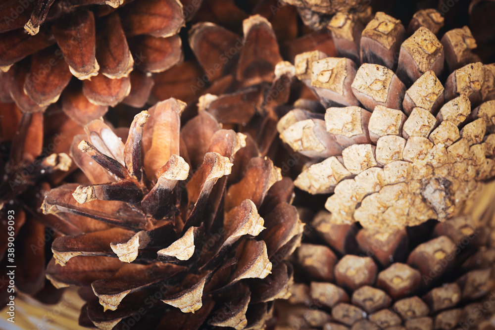 Beautiful pine cones. Natural background, texture. Selective focus.