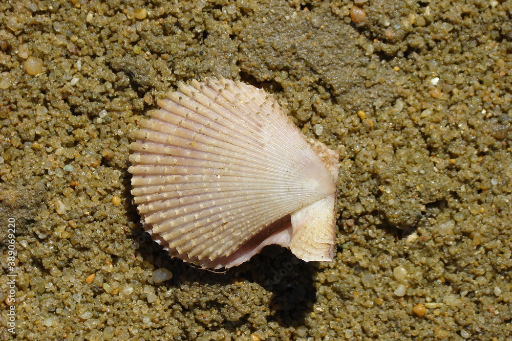 Variegated Scallop (Mimachlamys varia) Variegated Scallop (Mimachlamys varia)