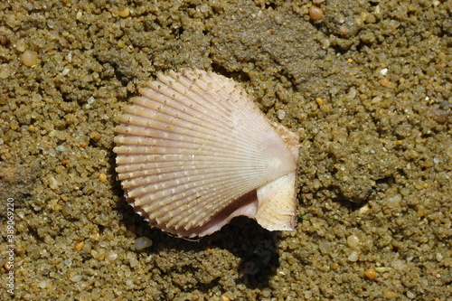 Variegated Scallop  Mimachlamys varia 