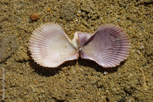 Variegated Scallop (Mimachlamys varia)