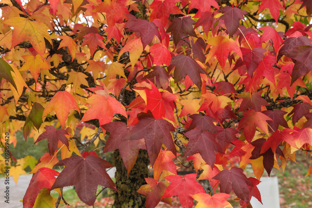 Fototapeta premium Liquidambar tree autumnal foliage