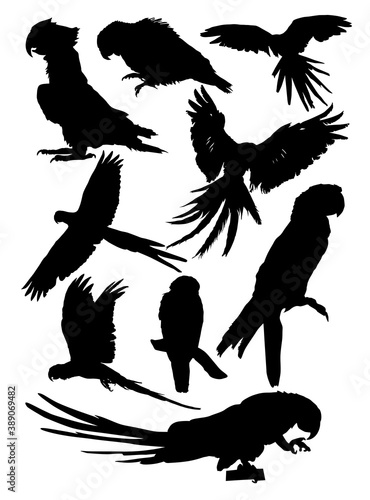 set of parrot silhouettes vector