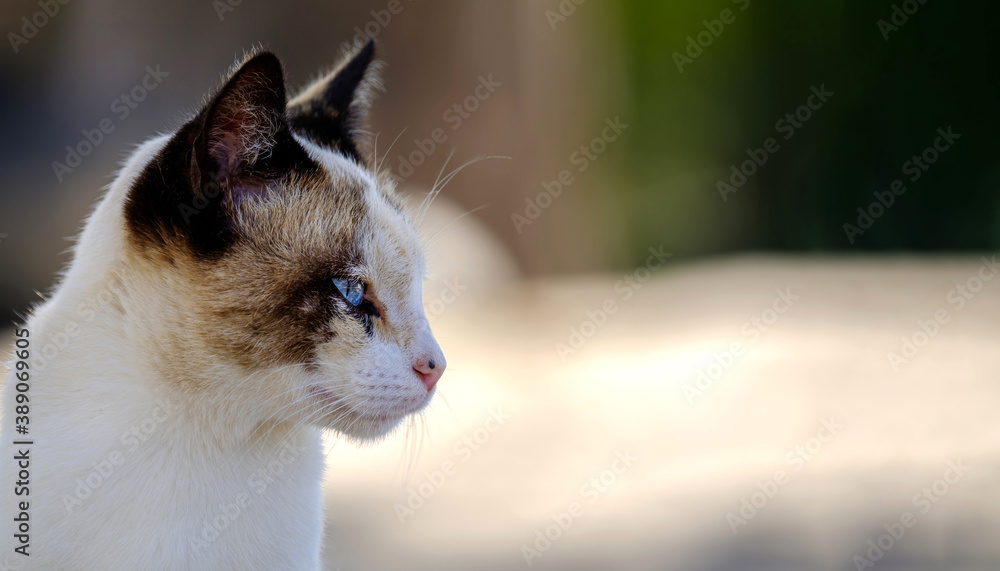 Fototapeta premium portrait of cat looking to the side with blue eyes, asking