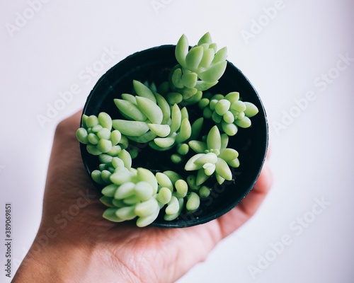 hands holding a succulent photo