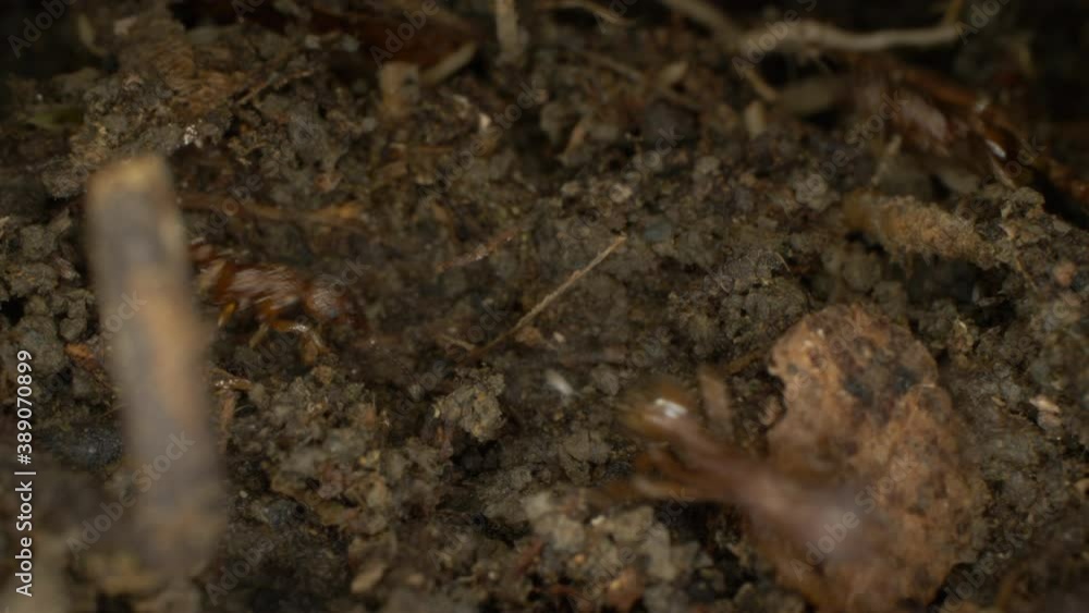 Super close-up, detailed. brown ants in an anthill. copy space. Super close-up, detailed. brown ants in an anthill. copy space.