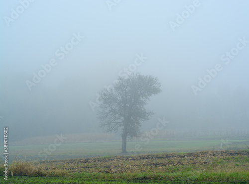 Tree silhouette in fog early morning in autumn