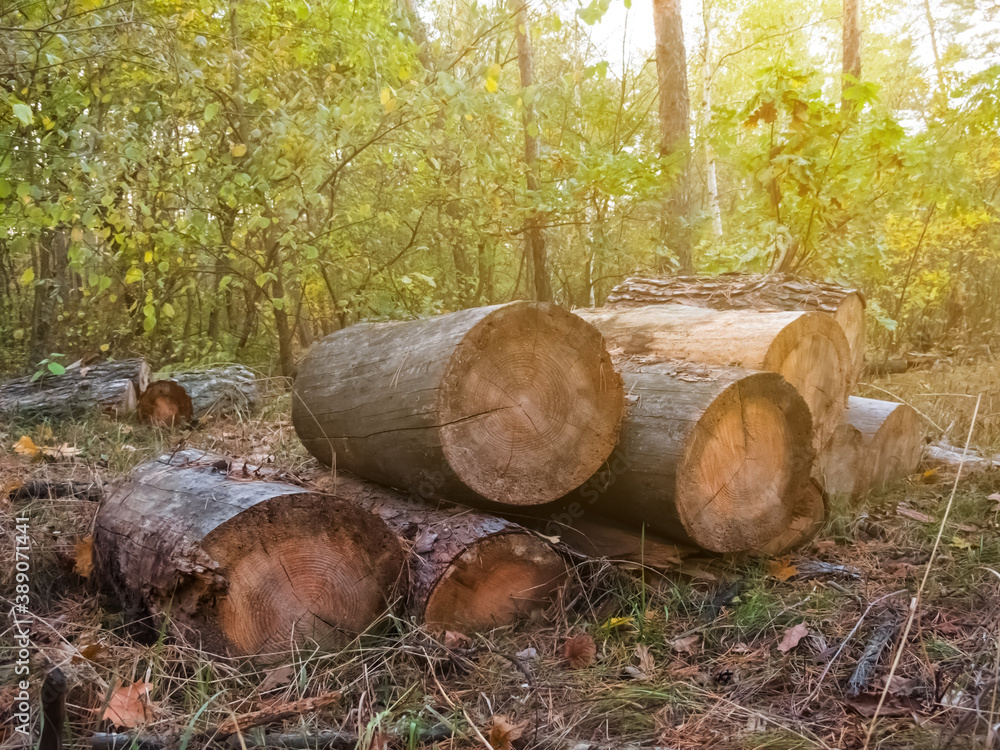 heap of pine tree trunk lie in a forest, outdoor lumber scene heap of pine tree trunk lie in a forest, outdoor lumber scene