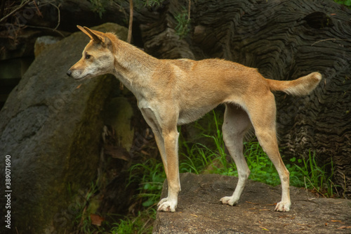 A profile picture of a wild dingo dog (Canis lupus dingo) in Victoria, Australia © Nigar
