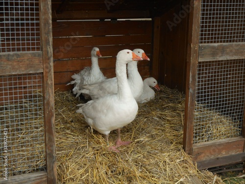 Fototapeta Gooses in cage with straw and opened door in an animal exhibition in Budapest, H