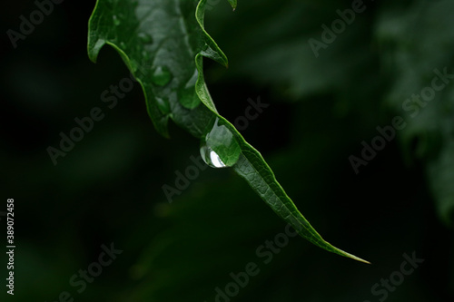 Macro shot of the rain drop on the end of the green leaf.Low key photography. © Bidzilya