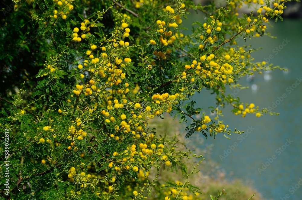 Mimosas junto a la Laguna de la Colonia, Colonia de Santa Inés, Málaga Mimosas junto a la Laguna de la Colonia, Colonia de Santa Inés, Málaga