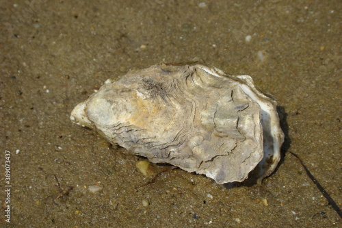 Portuguese Oyster (Crassostrea gigas)