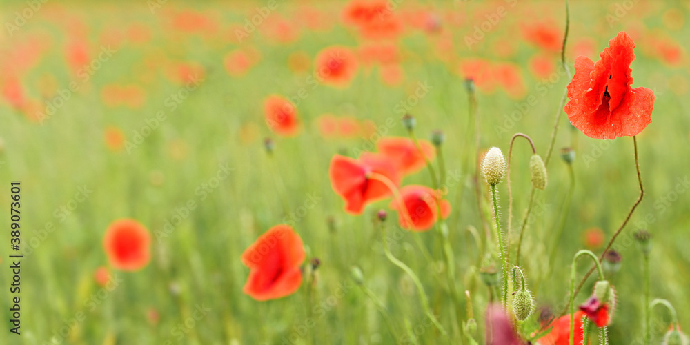 Obraz premium Bright red wild poppy flowers growing in field of green unripe wheat, closeup detail, blurred empty space for text left side