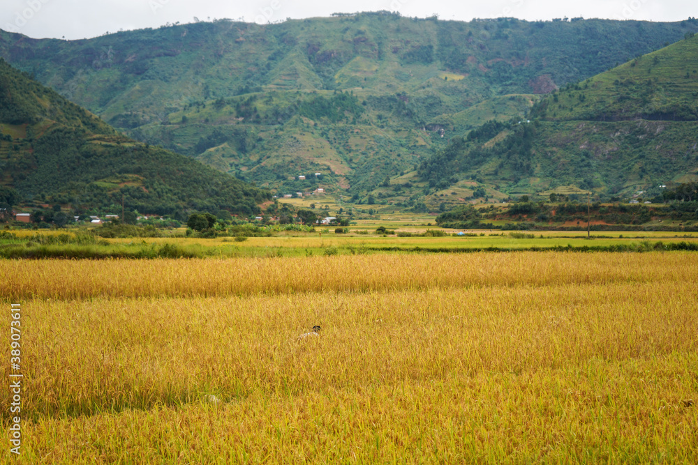 Yellow rice field, with some mountains in background, unrecognisable boy seen from behind, kneeling in crops, weeding