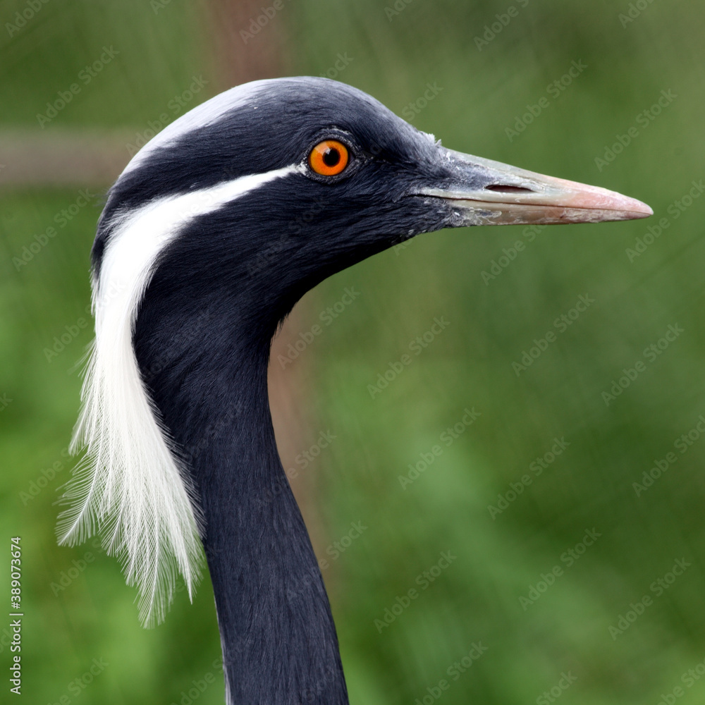 Demoiselle de Numidie (Grus virgo) Demoiselle crane