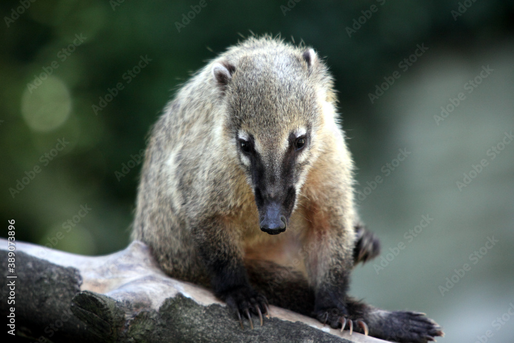Naklejka premium Coati (Nasua nasua)