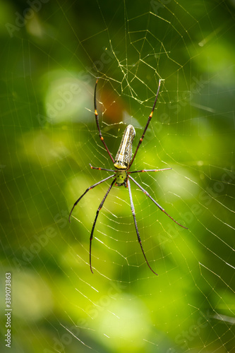 Red-Legged Golden Orb Spider Close up yellow body lighten up by the sun rays.