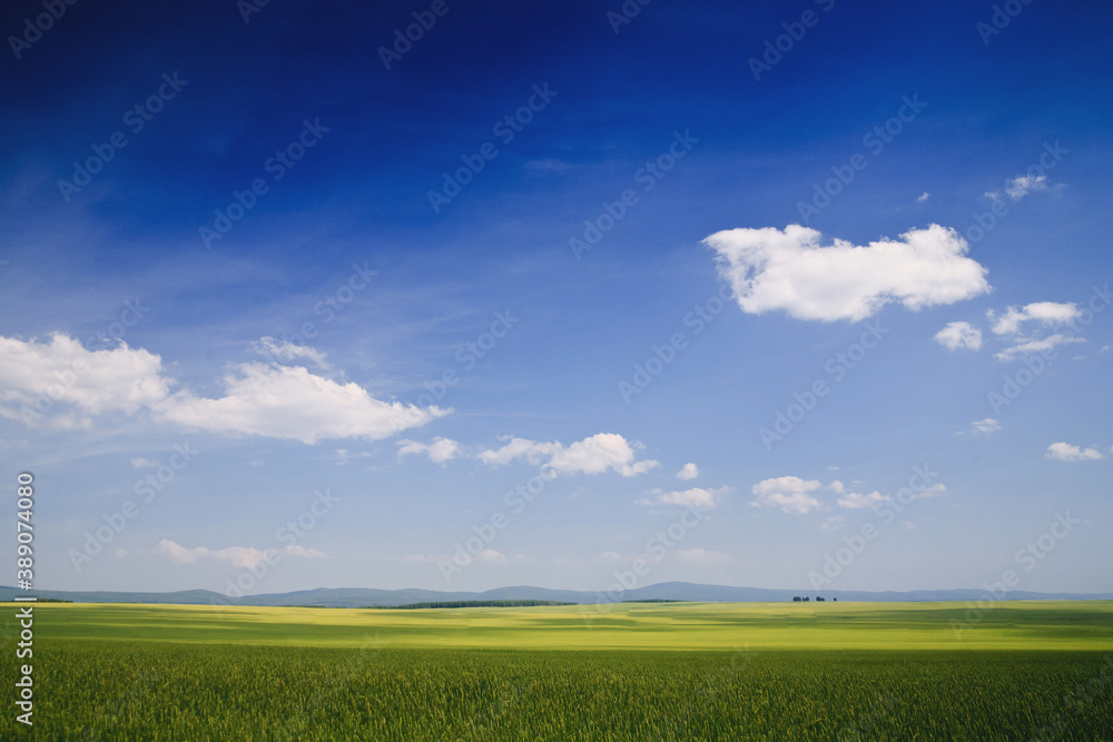 blue sky with clouds on a wheat field