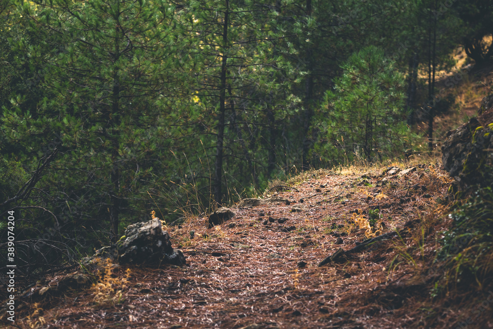 Lonely brown path in a green forest with grey stones Lonely brown path in a green forest with grey stones