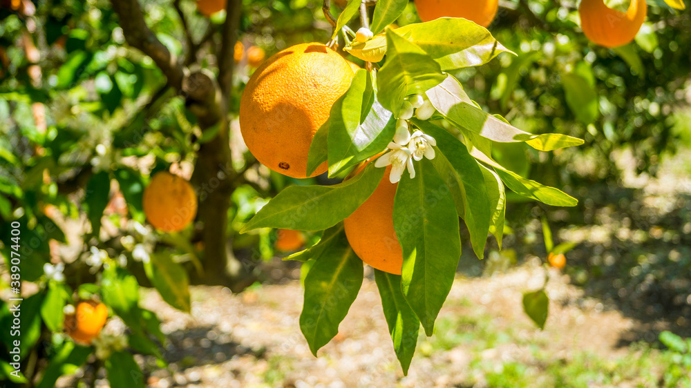 Orange tree with its fruits hanging