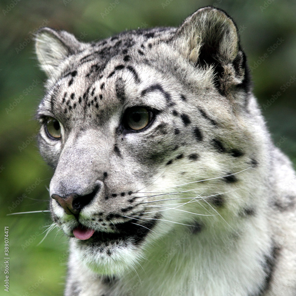 Panthère des neiges (Panthera uncia) Snow leopard Panthère des neiges (Panthera uncia) Snow leopard