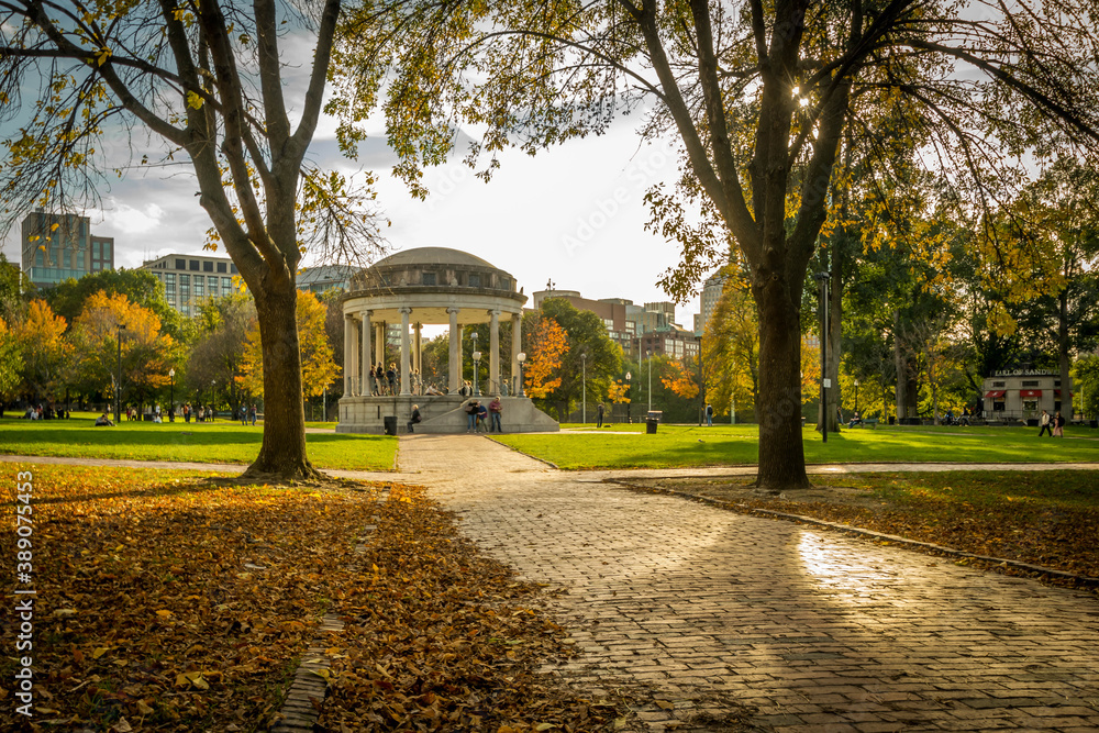 Boston Common trees drop their leaves in late fall.