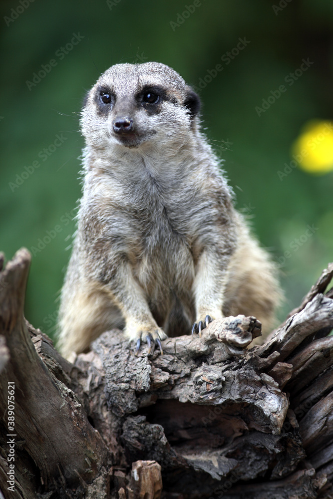 Obraz premium Suricate (Suricatta suricata) Meerkat