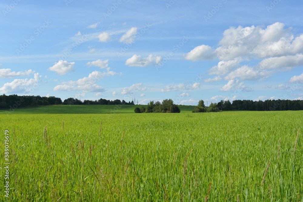 Fototapeta premium green field and blue sky