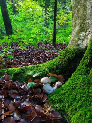 Two porcini mushrooms in an old large tree with moss