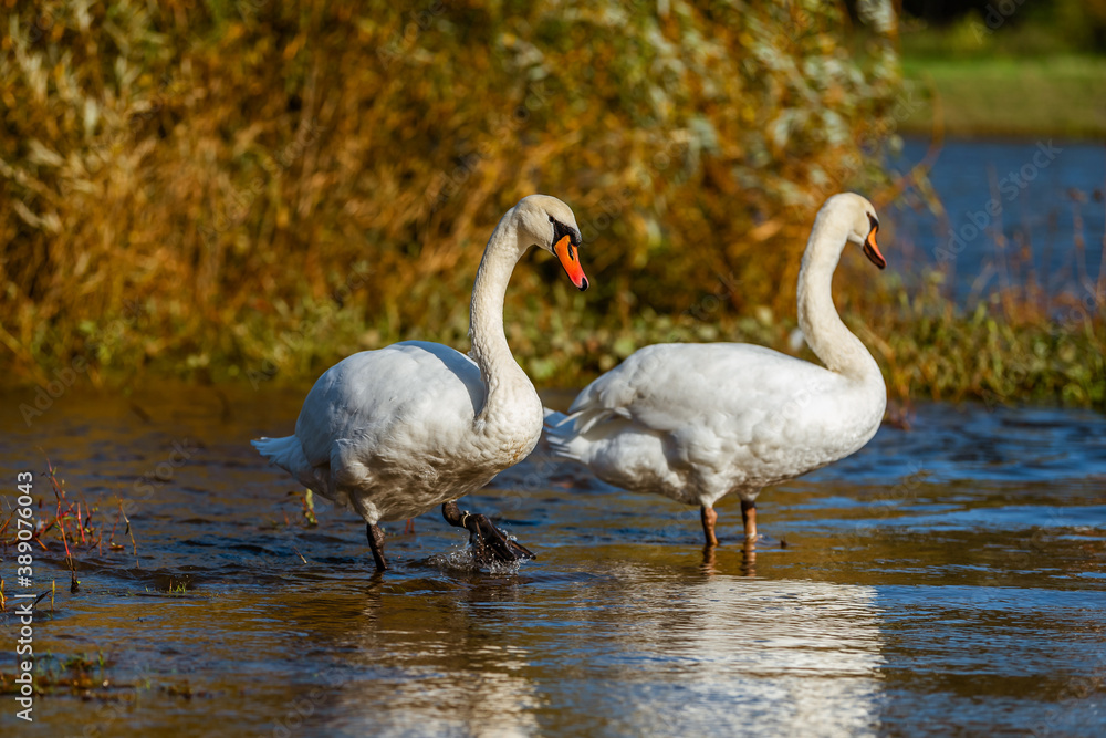 Fototapeta premium White swans in the fall on the shore of the reservoir.