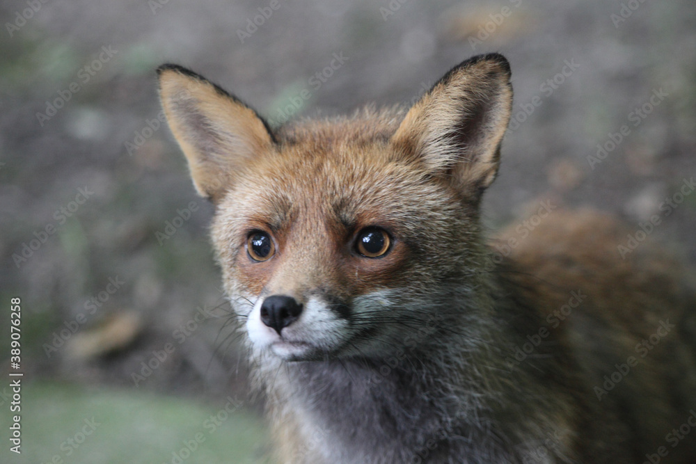 Fox (Vulpes vulpes) Renard