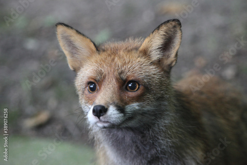 Fox (Vulpes vulpes) Renard © Jessy